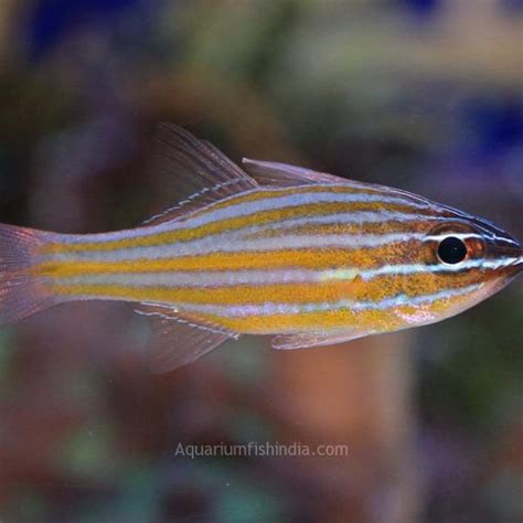 reef safe fish|Filefish in Aquariums .